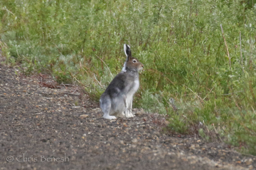 Alaskan Hare