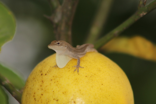 White Anole
