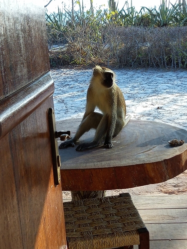 Vervet Monkey