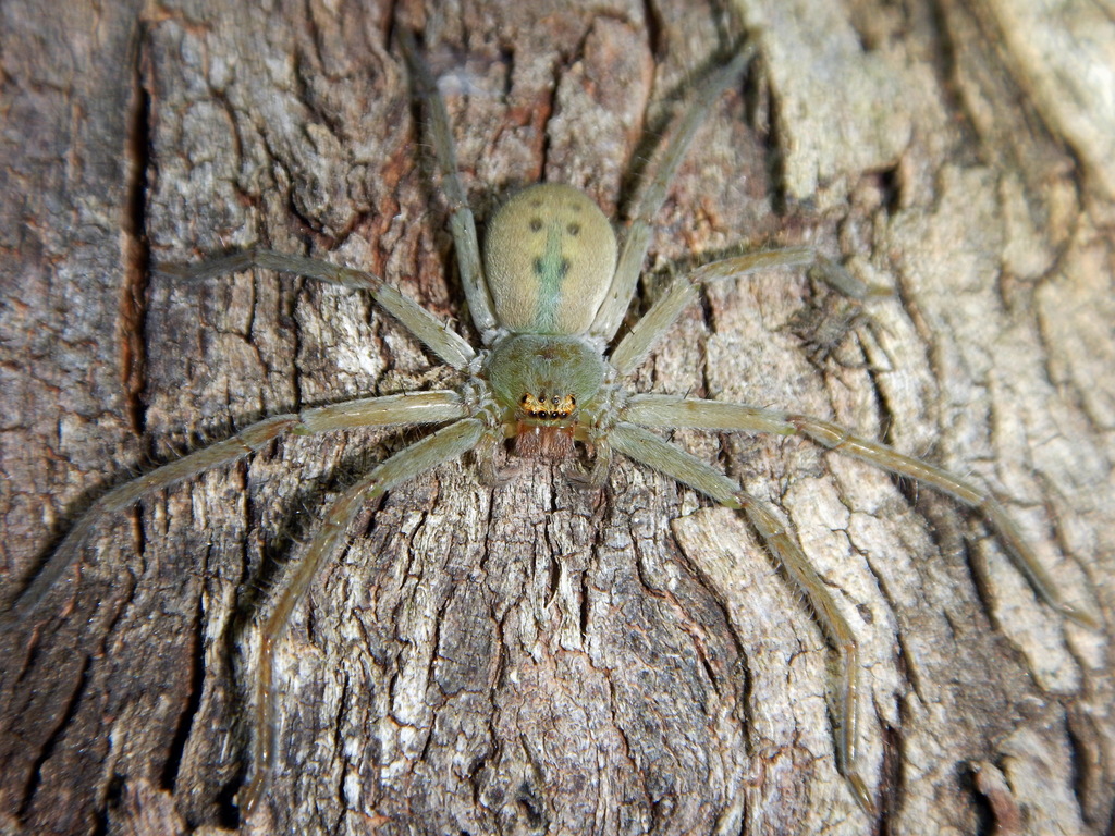 Greenbellied Huntsman Spider from Burramine VIC 3730, Australia on March