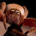 Badge Huntsman Spider - Photo (c) john lenagan, all rights reserved