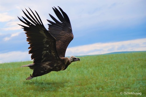 Cinereous Vulture