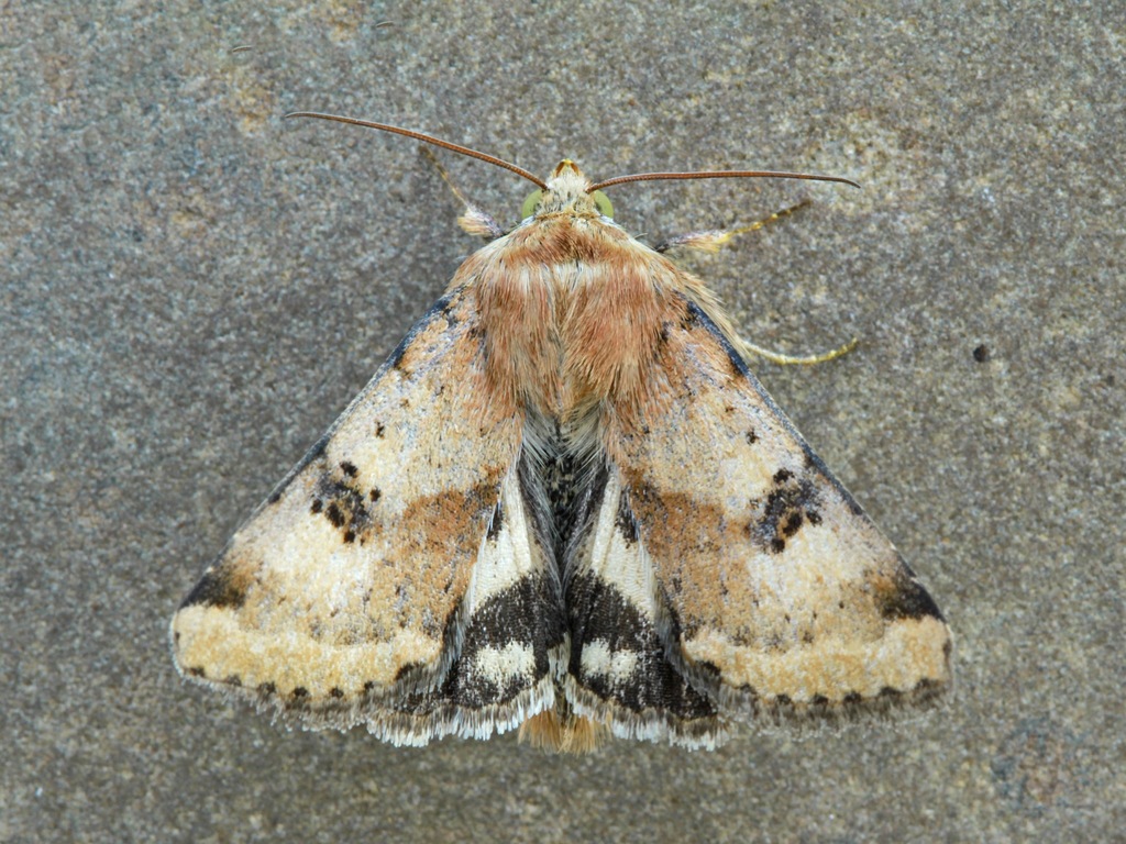 Spotted-winged moth