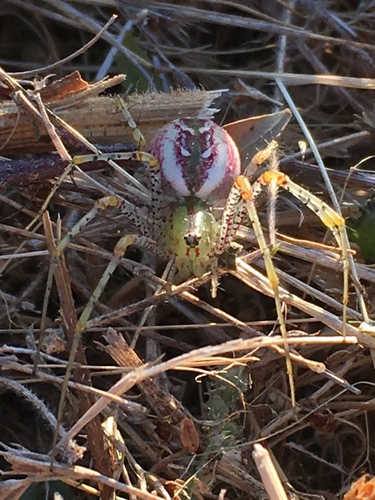 iNaturalist observation photo of Green Lynx Spider