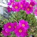 Primula suffrutescens - Photo (c) Carolyn Mills, όλα τα δικαιώματα διατηρούνται, uploaded by Carolyn Mills