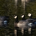 Cackling × Barnacle Goose - Photo (c) samzhang, all rights reserved