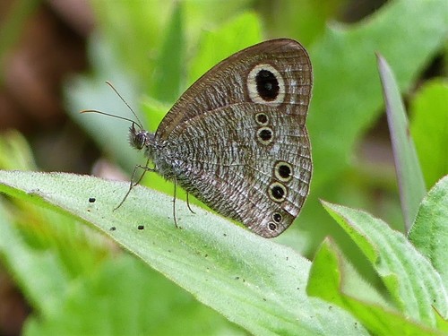 Ypthima affectata