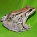 Leptodactylus insularum - Photo (c) juandaza, όλα τα δικαιώματα διατηρούνται, uploaded by juandaza