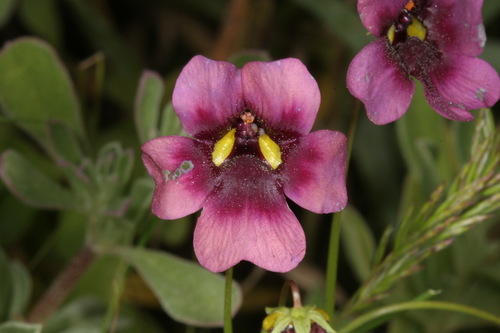 Saldanha Twinspur (Diascia collina)