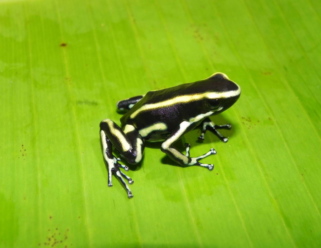 Yellow-striped Poison Dart Frog