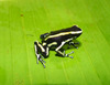 Yellow-striped Poison Dart Frog - Photo (c) juandaza, all rights reserved, uploaded by juandaza