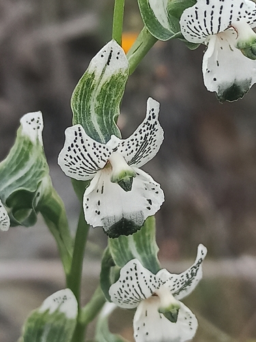Chloraea galeata