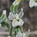Chloraea galeata - Photo (c) Enrique Zamora, todos los derechos reservados, uploaded by Enrique Zamora