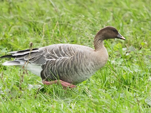 Pink-footed Goose