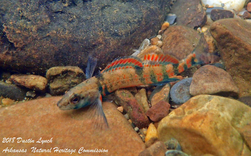 Creole Darter