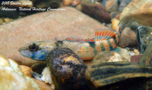 Creole Darter