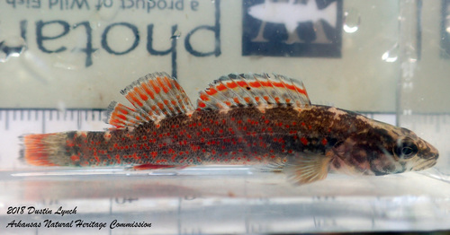 Redspot Darter
