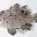 Ozichthys albimaculosus - Photo (c) Mark McGrouther, כל הזכויות שמורות, הועלה על ידי Mark McGrouther