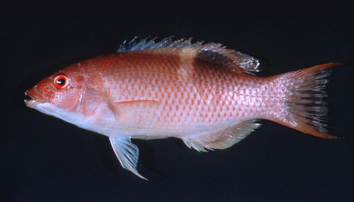 sunburnt pigfish (Bodianus solatus) · iNaturalist Guatemala
