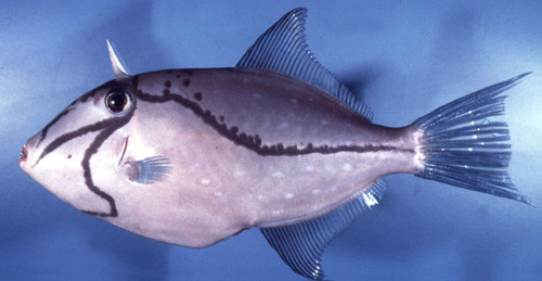 Eubalichthys caeruleoguttatus