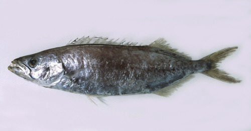 Neoepinnula orientalis