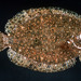 Freckled Righteye Flounder - Photo (c) Mark McGrouther, all rights reserved, uploaded by Mark McGrouther