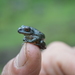 Shoa Forest Tree Frog - Photo (c) matthhias, all rights reserved, uploaded by matthhias