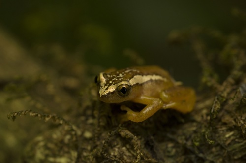 Ethiopian Banana Frog - Photo (c) Matthias De Beenhouwer, all rights reserved, uploaded by Matthias De Beenhouwer