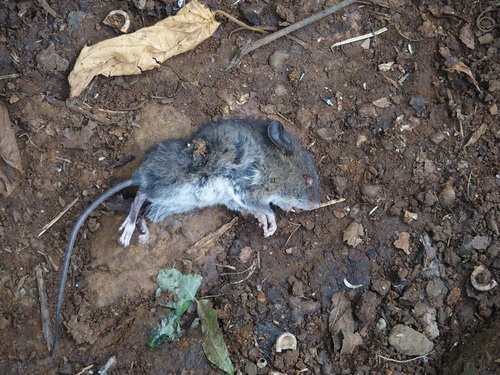 Ethiopian White-footed Mouse (Stenocephalemys albipes) — Least Concern Mammalia