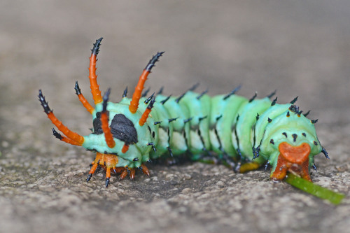 Regal Moth