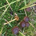 Cortinarius idahoensis - Photo (c) bubbles-debary, all rights reserved, uploaded by bubbles-debary
