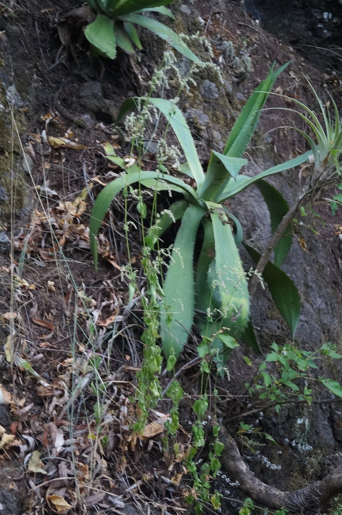 Agave jaiboli