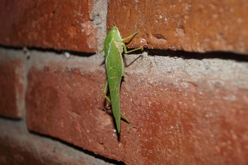 Philophyllia guttulata