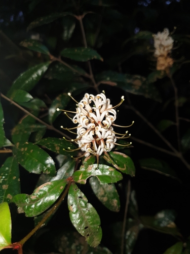 Triunia youngiana (C.Moore & F.Muell.) L.A.S.Johnson & B.G.Briggs