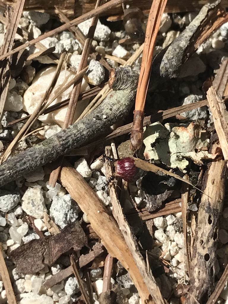 Large Imported Big-headed Ant from 1900 NW 13th St, Gainesville, FL, US ...