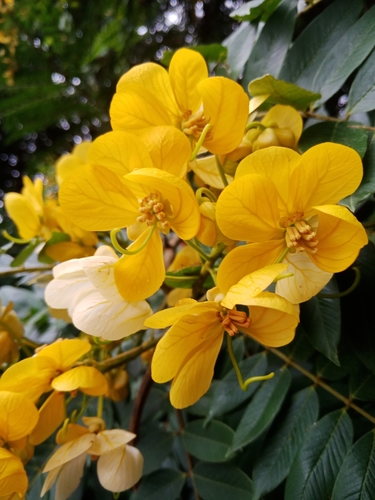 whitebark senna