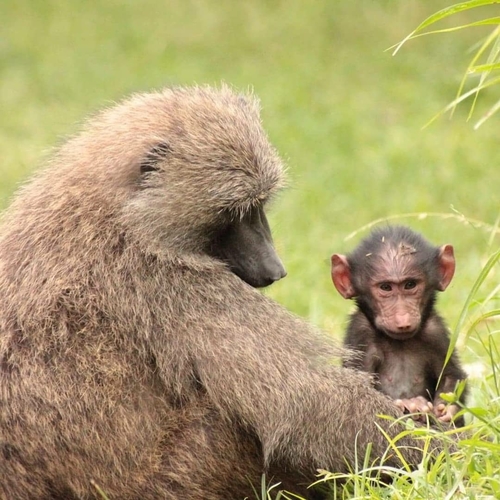Olive Baboon