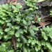 Osmund Fissidens Moss - Photo (c) Caitie Rogers, all rights reserved, uploaded by Caitie Rogers