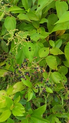 Miconia secunmexicana image
