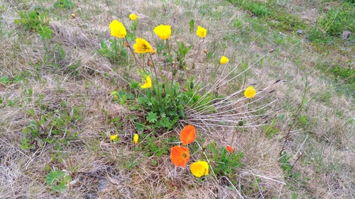 Arctic Poppy