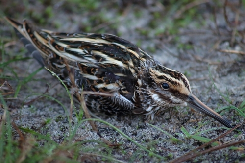 Jack Snipe