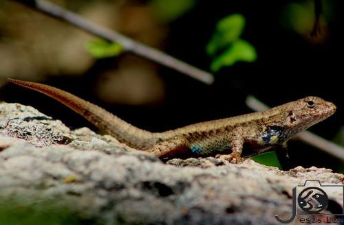 Nelson's Spiny Lizard