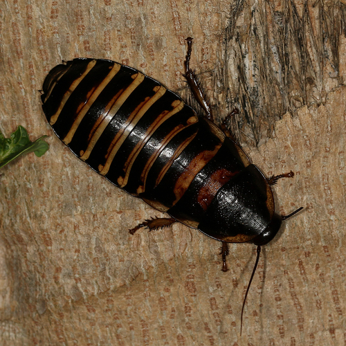 Dark Dwarf Hisser