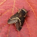 December Moth - Photo (c) Rowan Wakefield, all rights reserved, uploaded by Rowan Wakefield