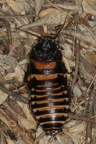Dark Dwarf Hisser