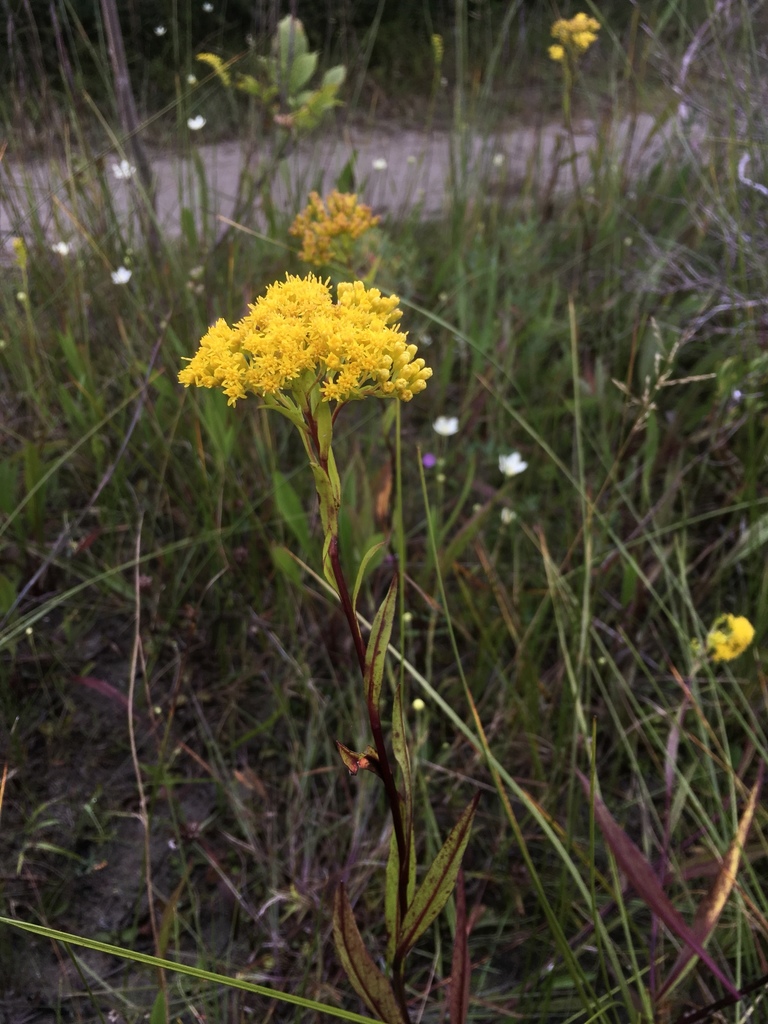 Ohio Goldenrod from Northern Bruce Peninsula, Northern Bruce Peninsula ...