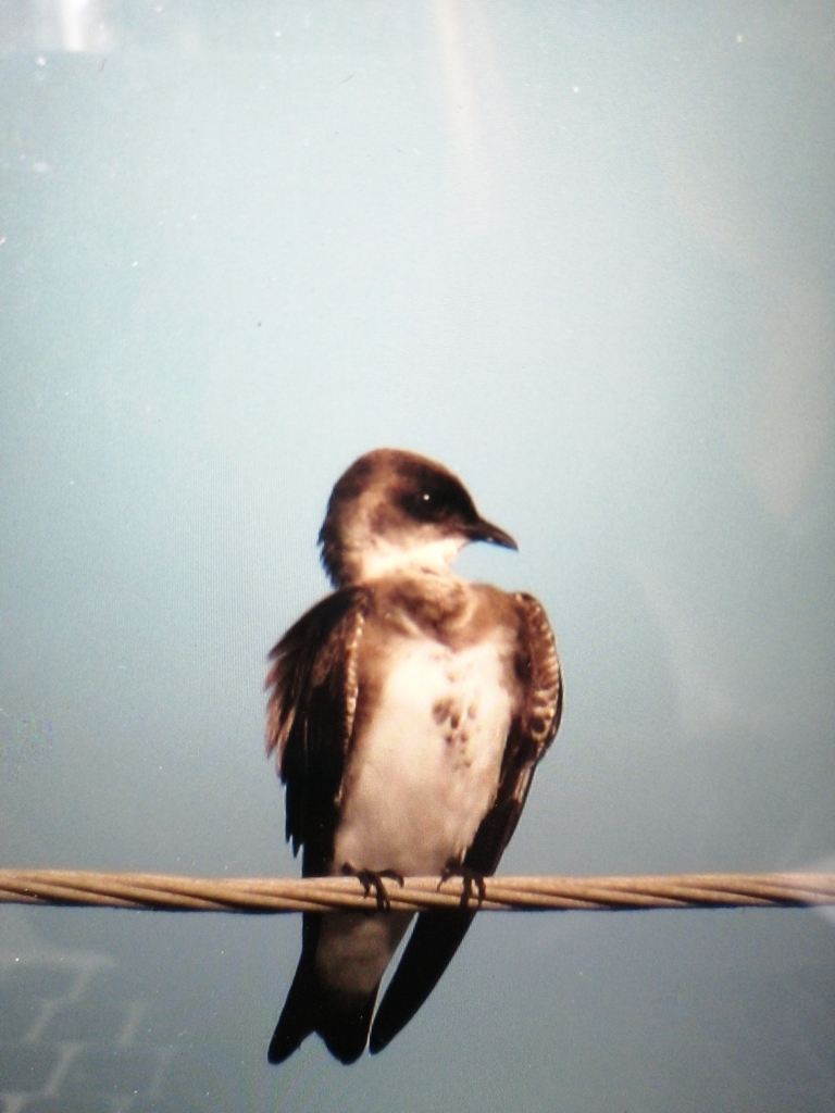 Brown-chested Martin from Hague, Guyana on October 20, 2020 at 01:02 PM ...