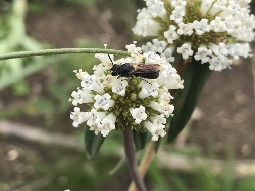 Ceratina asuncionis