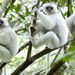 Silky Sifaka - Photo (c) David Weiller, all rights reserved, uploaded by David Weiller