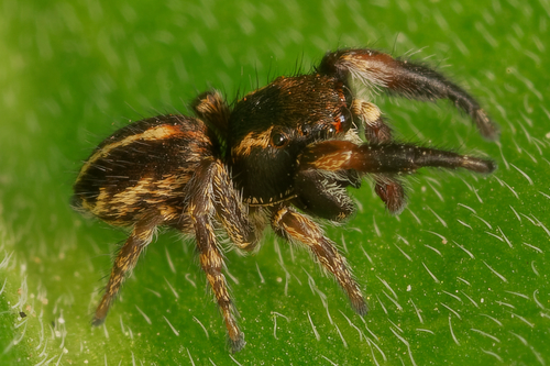 Pellenes brevis